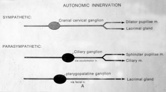 1. PARASYMPATHOLYTIKUMOK A m. sphincter pupillae és a m.