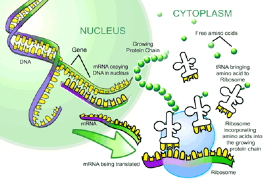 transzlációs riboszóma szerkezet és biogenezis anti aging