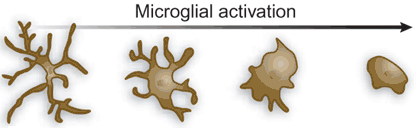 neurodegeneráció során megjelenő α-szinuklein, β-amiloid és neuromelanin. A neurotranszmitterek - elsősorban az acetilkolin és a purinok - szintén szerepet játszhatnak a mikrogliák aktiválásában,.