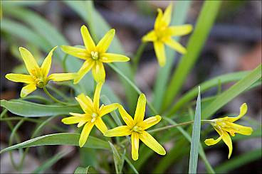 (Gagea arvensis) Tüskés ördögbocskor (Caucalis