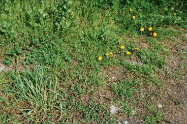 anserina) Nagy útifű (Plantago major)