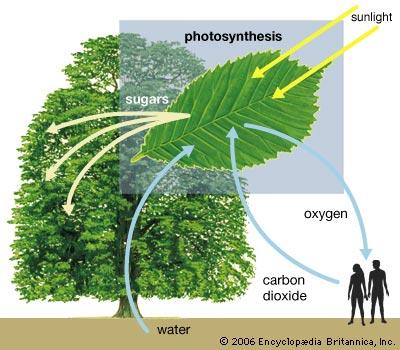 Az oxigén körforgása a természetben Az egyetlen elem, amely nagy koncentrációban van jelen a földkéregben (szilikátok), az atmoszférában (O 2 ), a hidroszférában (H 2 O) és a bioszférában is (H 2 O,