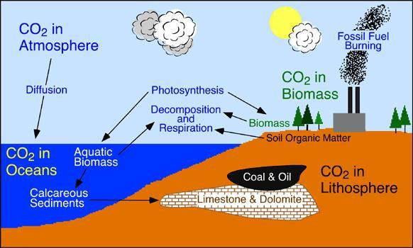 A szén körforgása a természetben A szén megtalálható: élő szervezetekben levegőben CO 2 ként vizekben oldott karbonátok és hidrogén-karbonátok formájában, talajban szilárd karbonátként (mészkő,
