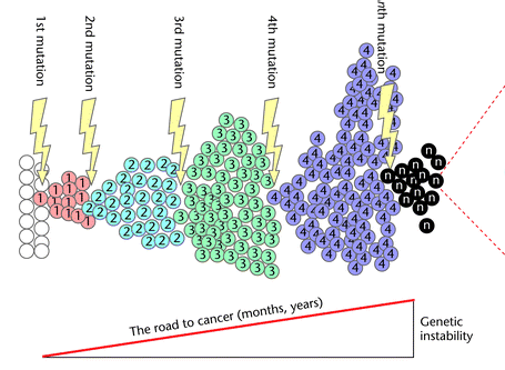 Apoptózis elkerülése TERT Bcl-2 p53 CAMs E-cadherin integrins