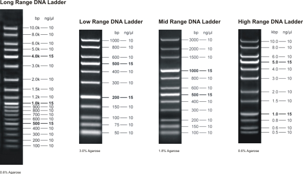 Létrák, Markerek: UDM1010 AL2000 DNA Marker (100,250,500,750,1000,2000bp) UDM1020 AL5000 DNA Marker (100,250,500,750,1000,2000,3000,5000bp) UDM1120 1kb DNA Ladder Marker