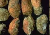 Aspergillus fajok szerepe a szántóföldi mikotoxin szennyeződésben Fontosabb termelők Mikotoxinok Mezőgazdasági termék