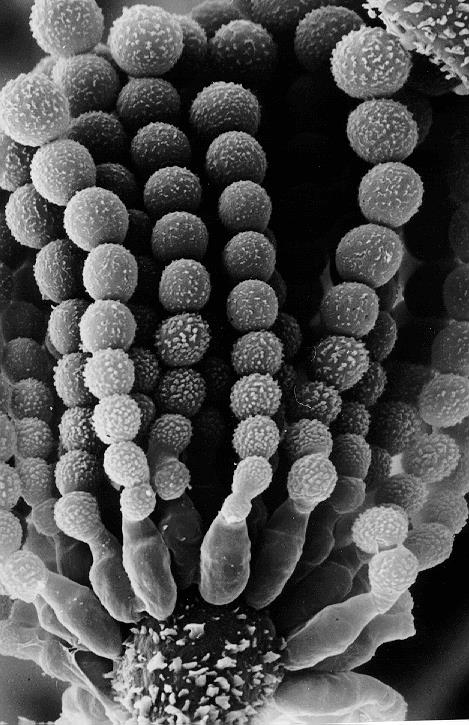 mikotoxin termelők Jelentőségét jelzi, hogy eddig 12 faj genomját