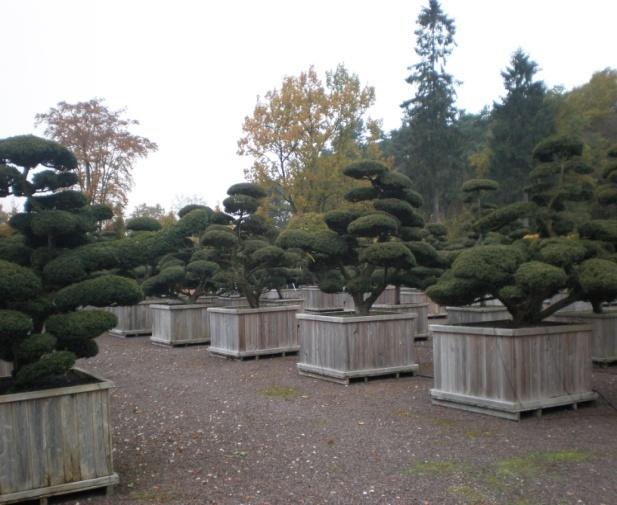 Formára metszett buxusbokrok Negyedik hetünkön Prunus