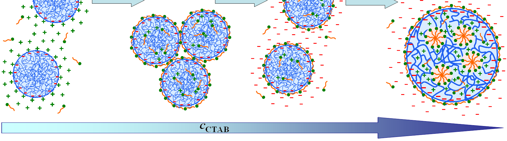 18. ábra A tenzidadszorpció folyamatát szemléltetı sematikus ábra. Kis tenzidkoncentráció-tartományban a CTAB tenzidionok specifikusan, monomer formában kötıdnek a pnipam mikrogél részecskékhez.