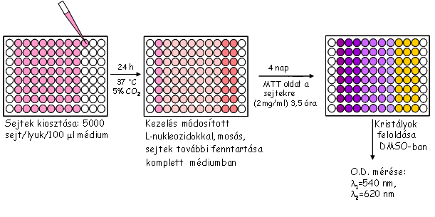 6.2 In vitro citotxicitás vizsgálatok A citotoxicitás vizsgálatok során a kísérletet megelőző napon a sejteket 96 lyukú lemezekbe osztjuk ki (5000 sejt/ lyuk 100 L FCS-tartalmú médiumban (fetal calf