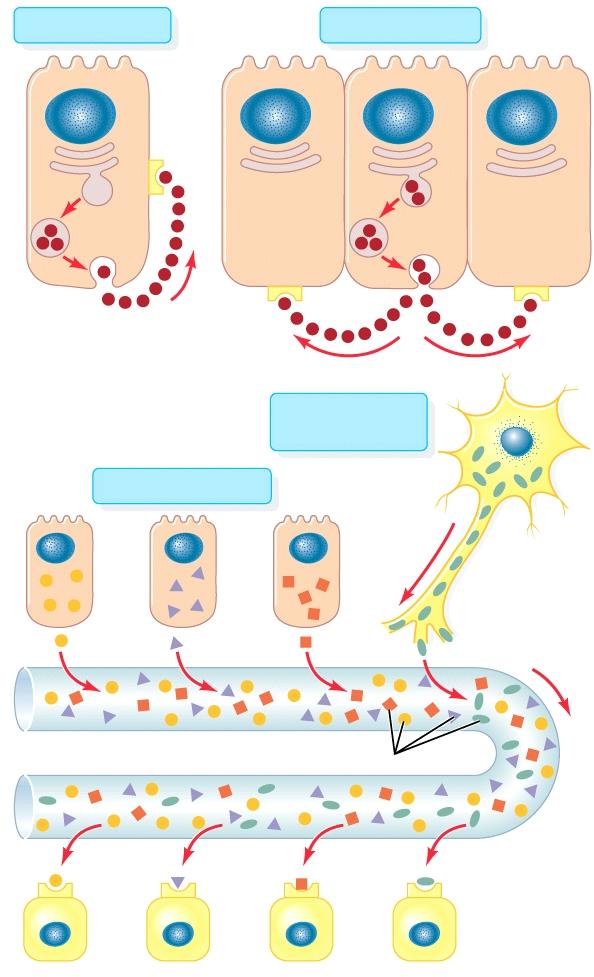 Sejtek közti kémiai komunikáció autokrin hatás parakrin hatás Autokrin hatás: Saját magára visszahatás, autoreceptorral történik reguláció Parakrin hatás: Extracelluláris térbe ürítés, közelben hatás