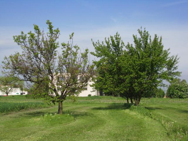 1. ábra. Érzékenységi sor a 2006-2009 között vizsgált kajszi és diploid szilva (P. cerasifera, P. salicina) genotípusok M. laxa fertőzésére.