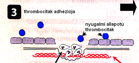 Thrombocita aggregáció I.