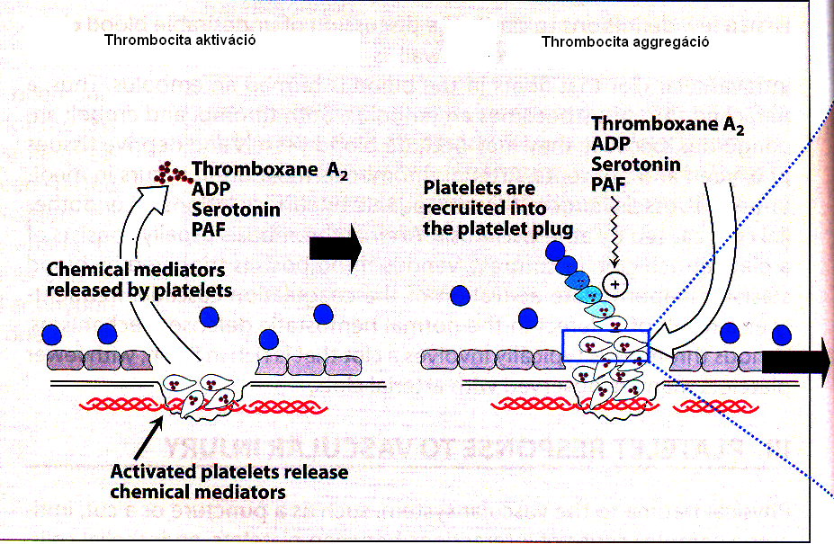 Thrombocita