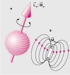 Atommagok saját impulzusmomentuma (spin) protonok, neutronok (elektronhoz hasonlóan) saját impulzusmomentum (spin), pörgettyűmodell (szemléltetés!