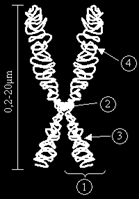 27 3) Nevezd meg a kromoszóma szerkezeti egységeit! 1. kromatid 2. centromer 3. rövid kar 4. hosszú kar 3. kromoszóma 4) Írd be a hiányzó szót, kifejezést!