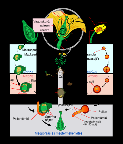 virág termő és