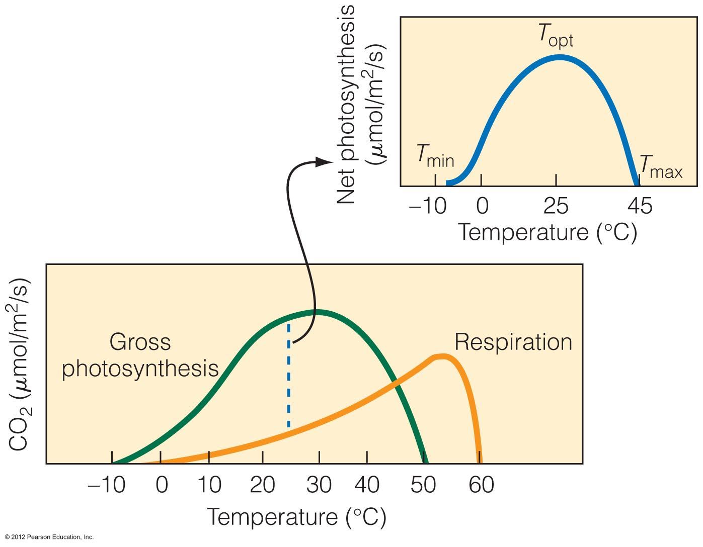 Hőmérséklet C Respiráció Hőmérséklet C http://www.geo.hunter.cuny.