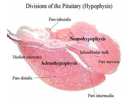 A hipofízis Pituitary A hátsó lebeny két hormont: oxitocint és