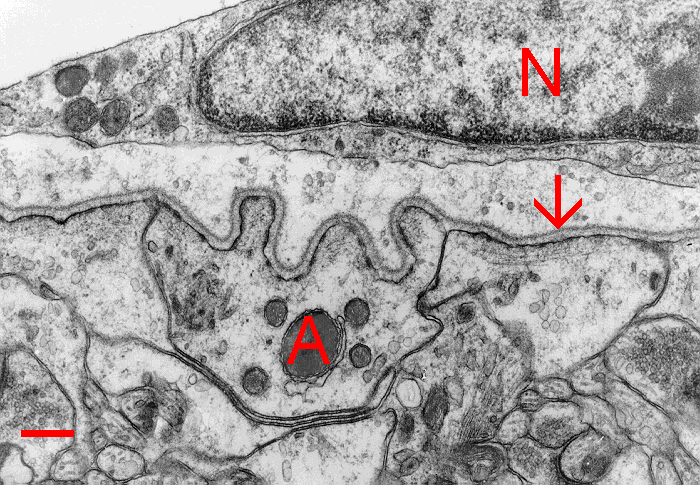Glia limitans glial limiting membrane formed by astrocyte