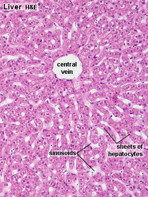 A májlebenyeket alkotó fő sejttípus: hepatocyták: epetermelés Kupffer féle csillagsejtek: viszonylag