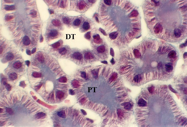 Kéregrész vesecsatornái: Proximális tubulusok (PT): sejtek apikális felszíne egyenetlen a csillók miatt, sejtalapon
