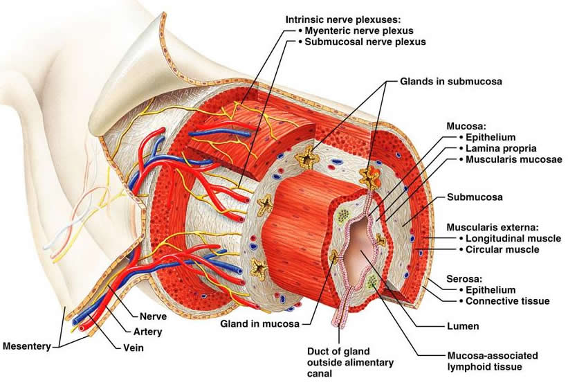 Emésztőrendszer felépítése: Nyálkahártya (mucosa): 1 epithelium: hámréteg 2 lamina propria: kötőszöveti réteg: 3 lamina muscularis mucosa:
