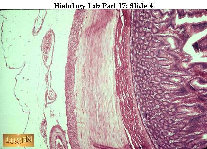 Mucosa: mirigyes hengerhám lamina propria (sötét réteg) Lamina muscularis mucosa rózsaszínes Submucosa: