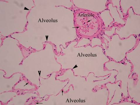 Légzőfelszínek: terminális alveolus