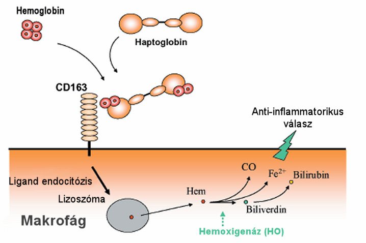 1. ábra A hemoglobin haptoglobinhoz való kötődése és a komplexnek a makrofágok CD163 scavenger receptorához történő kötődését követő metabolizmusa. (Moestrup 2004) láthatók a limfoid szervekben 47.