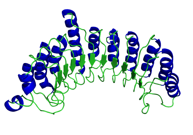 17. ábra A sorba kapcsolt LRR domének szerkezete A belső konkáv, a képen zölddel jelölt hidrofób felszín gyakran biztosított strukturális alapot proteinprotein interakciókhoz 157.
