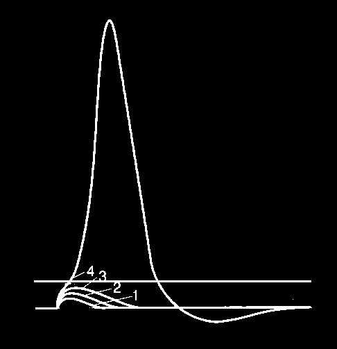 The electric neuron: action potential with electrode What is the action potential?