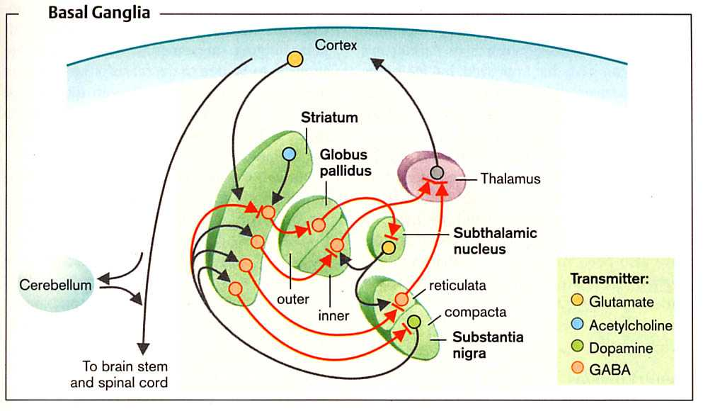 Bazális ganglionok és az extrapiramidális mozgás szabályozása putamen + globus pallidus