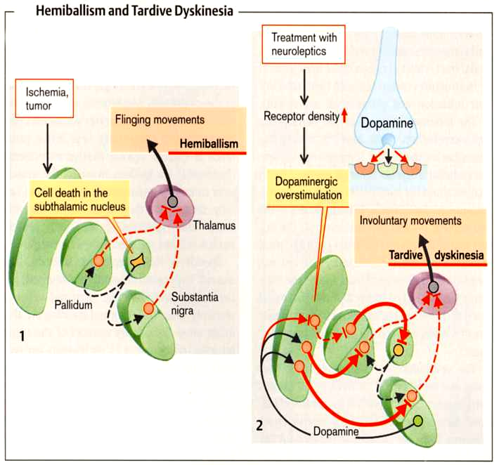 D2 receptor blokkolók Hemiballizmus Lengő(dobáló) mozgások - szubtalamikus mag sérül (iszkémia, tumor) - a gátló GABA-erg neuronok ingerlése csökken Tardiv diszkinézia -