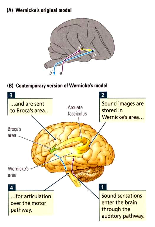 A beszéd szerveződése 1) a hangok érzékelése a temporális lebenyben a sulcus temporalis alatt 2) a hallott beszéd képzetének kialakulása a Wernicke régióban (a sulcus