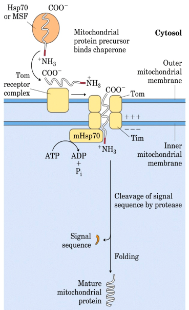Mitokondriális fehérje