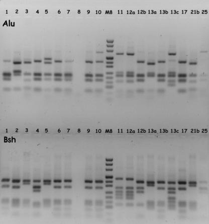 Vizsgálati módszerek {5} ARDRA amplifikált riboszomális DNS restrikciós analízis PCR reakció restrikciós