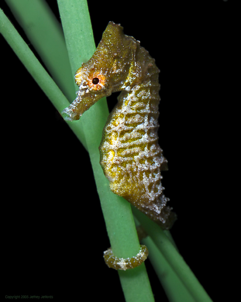 Hippocampus zosterae csikóhalak time in & time out időszakai a szaporodási időszakban time in time out udvarlás párok egy akváriumba kerülnek párosodás napja születés párosodás udvarlás gesztáció