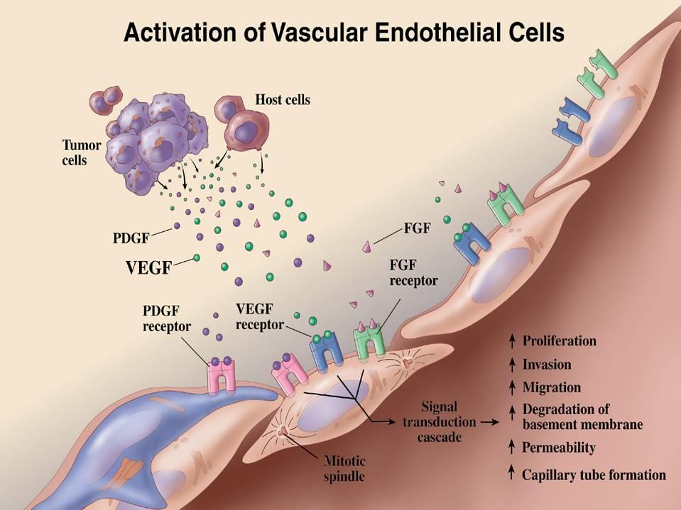 A vascularis endothel sejtek aktivációja Házigazda sejt Tumor sejt Proliferáció Invázió Vascularis Endothel