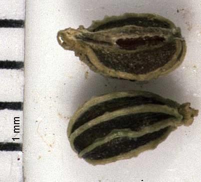 Magas (1-2 m), kétéves, lágyszárú