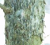 Granati cortex, Punica granatum L.