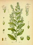 Lobeliae herba, Lobelia inflata L., Campanulaceae Lobélia, Indián dohány.