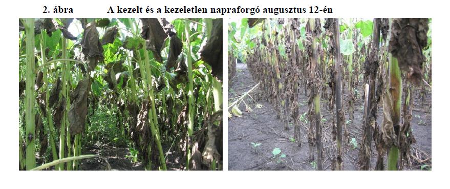 A Sclerotinia sclerotiorum tányérfertőzöttsége szintén befolyásolja a napraforgó elért termésátlagait. A tányér fertőzöttségi értékeket a betakarítás előtt szintén felmértük 11. táblázat.