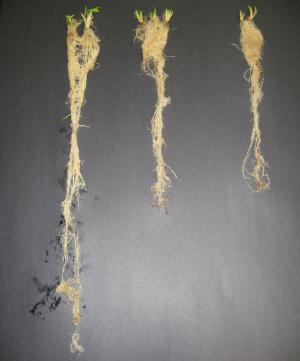 Talajnedvesség gyökérzóna kapcsolata Gyökérzóna mélysége Növény USA Hazai Kukorica 2.5 to 4 feet / 75 120 cm 40 100 cm Krumpli Szója 1.5 to 2 feet / 45 60 cm 1.