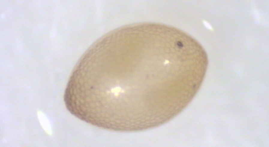 A az L 2 és L 3 stádiumú lárvák a gyökerek felületén rágnak felszíni barázdákat, illetve a teljes gyökeret elfogyasztják. 2.3.3 A tojások A kártevő tojás alakban telel a talajban.