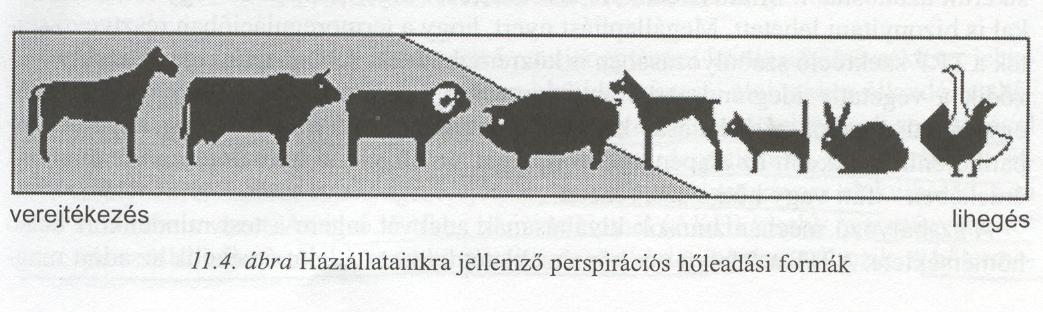 PÁROLGÁS (perspiratio) E jelenség alkalmával a testben felmelegedett víz elpárolgása révén igen eredményes hőleadás jön létre.