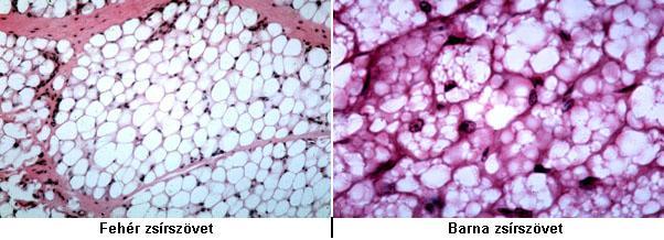 A szövetekben a zsír jellegzetes módon helyeződik el, lazarostos kötőszövetből fejlődik ki.