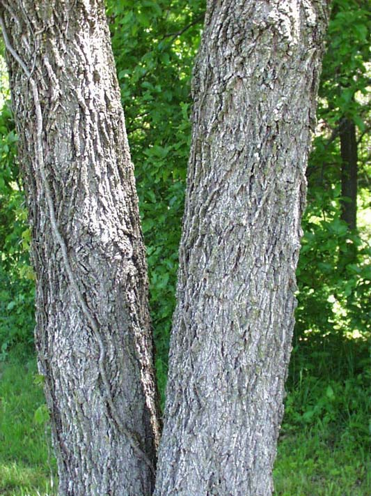 Zárt állásban egyenes, hengeres törzset fejleszt.