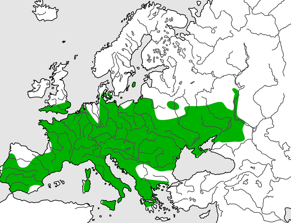 Ulmus
