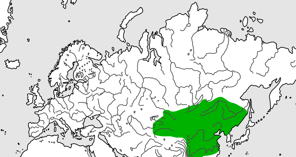 Ulmus pumila var.